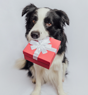 Geschenke für Haustiere